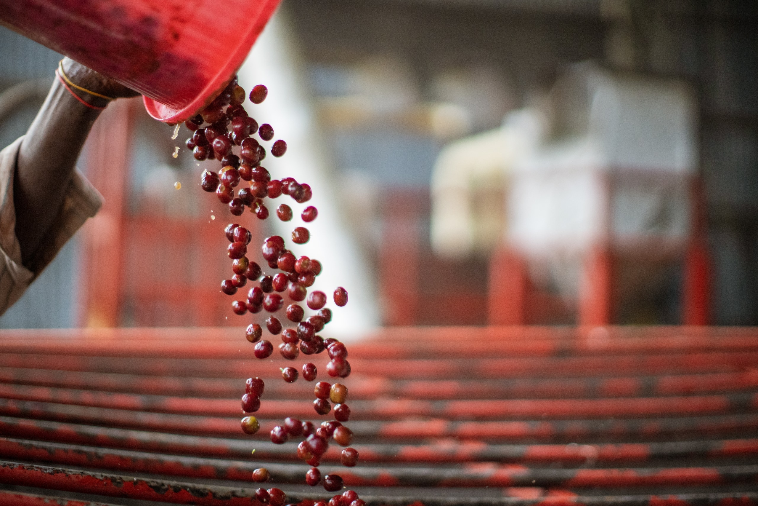Ethio Gabana coffee cherries being poured at a washing station