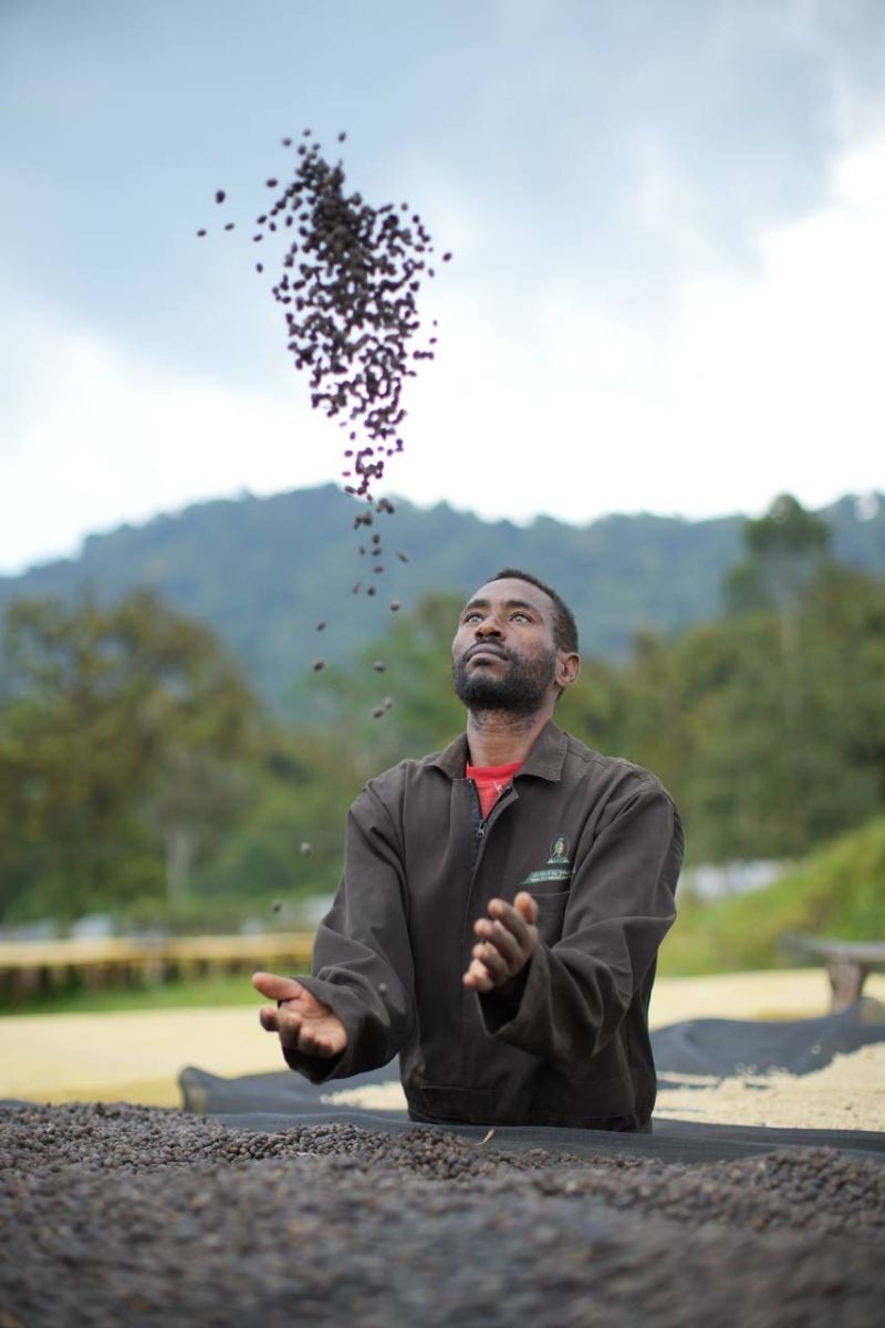Ethiopian coffee export operations at Horra Trading