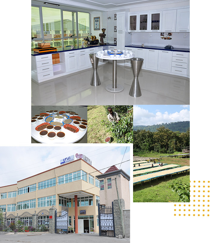 hcg coffee story